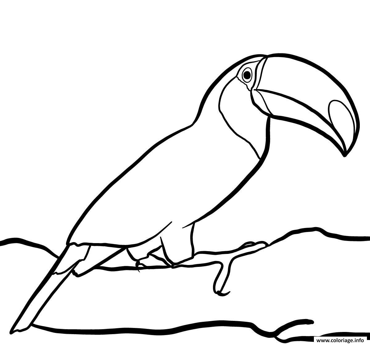 Dessin oiseau toucan toco vit dans la foret tropicale Coloriage Gratuit à Imprimer